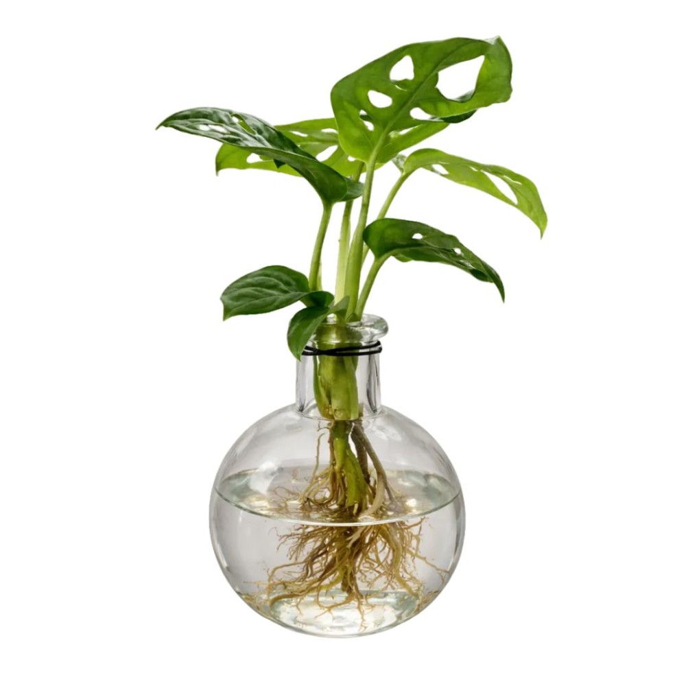 Mixed Samoa plant in glass bulb  7x8cm