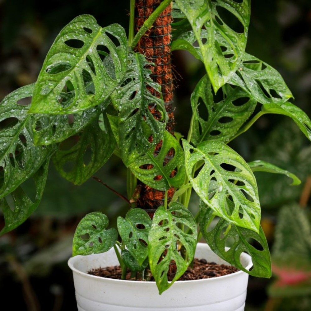 Monstera adansonii 12cm