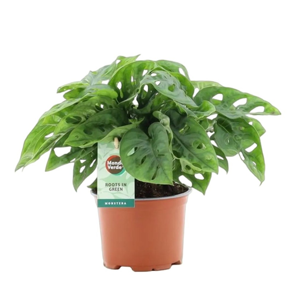 Monstera adansonii 12cm