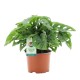 Monstera adansonii 12cm