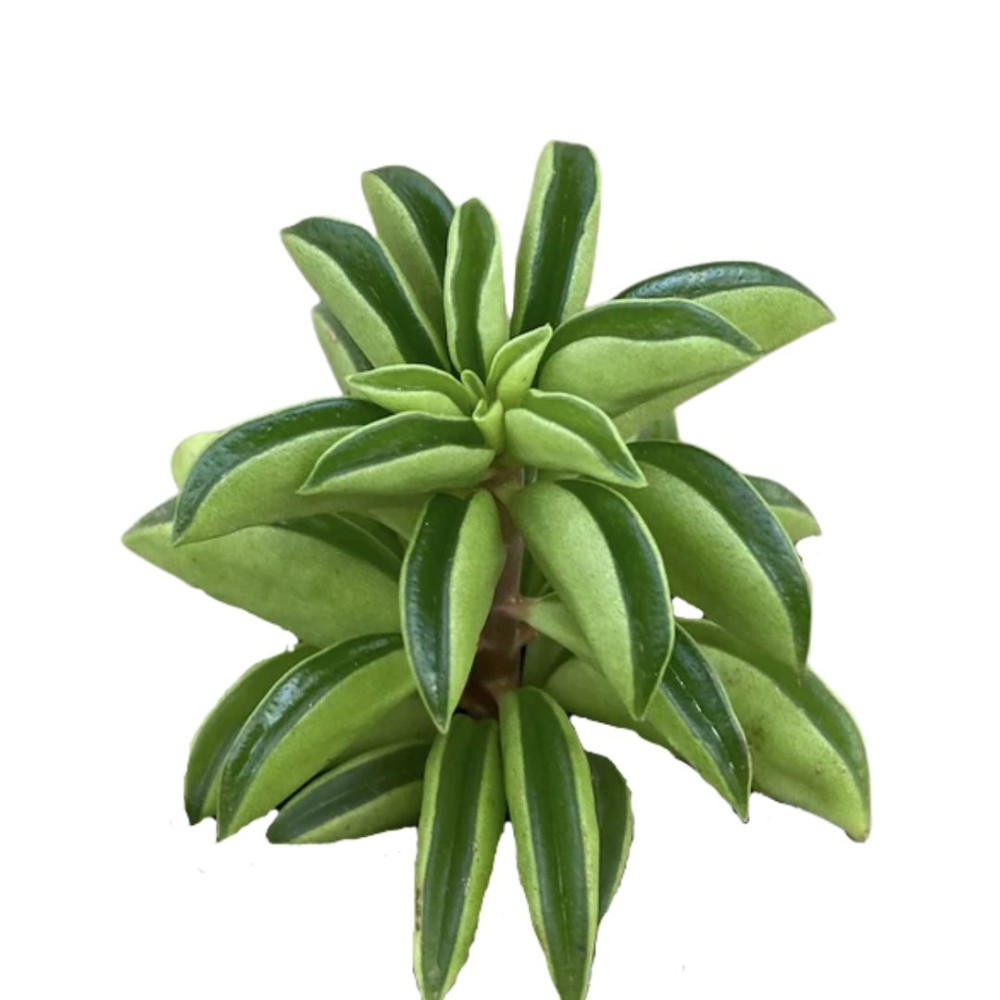 Peperomia Fire Sparks 6 cm