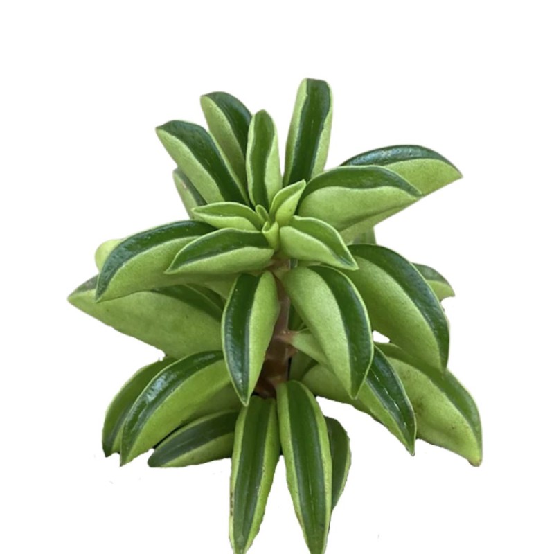 Peperomia Fire Sparks 6 cm