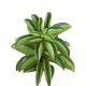 Peperomia Fire Sparks 6 cm