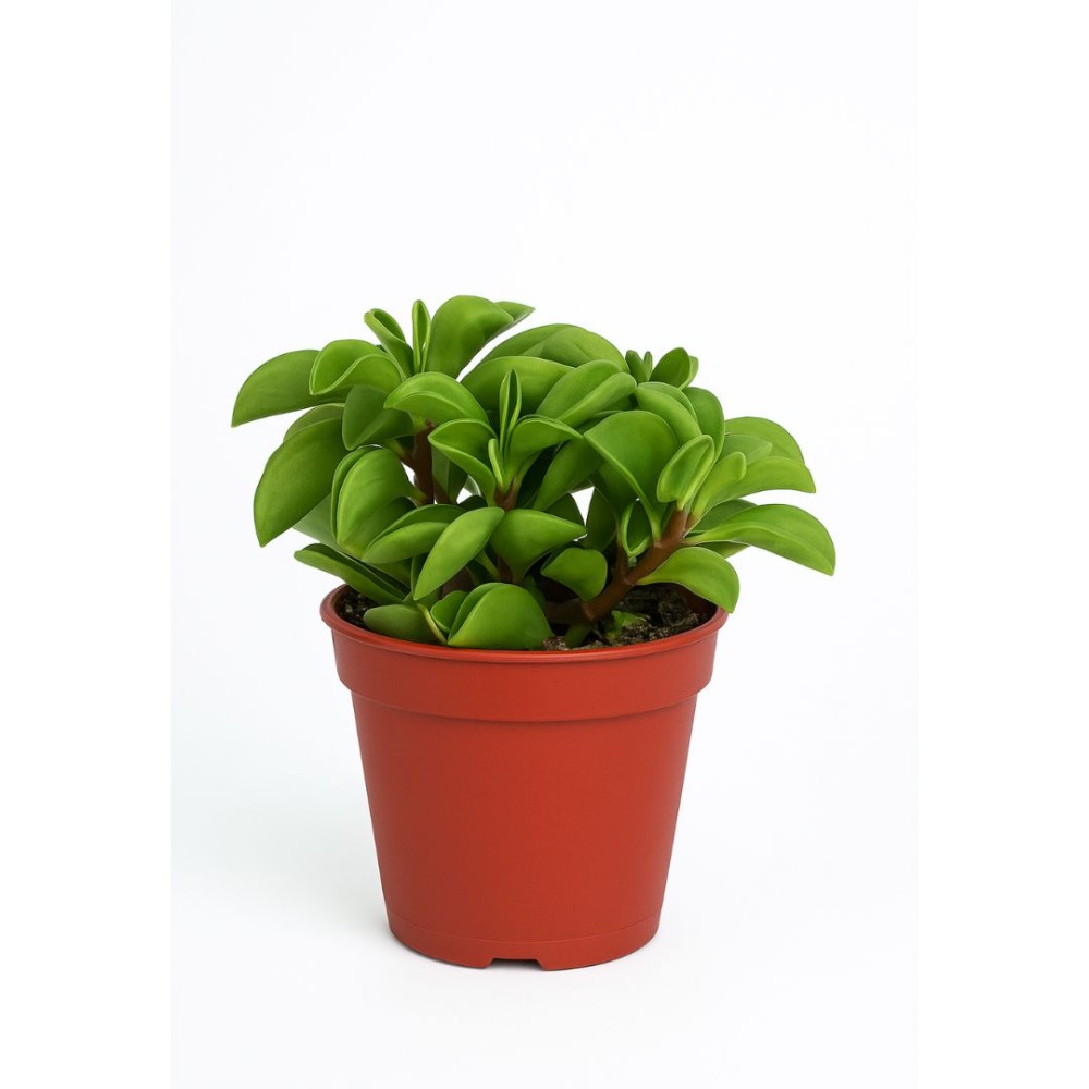 Peperomia Fire Sparks 6 cm