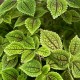 Pilea Moon Valley 6 cm