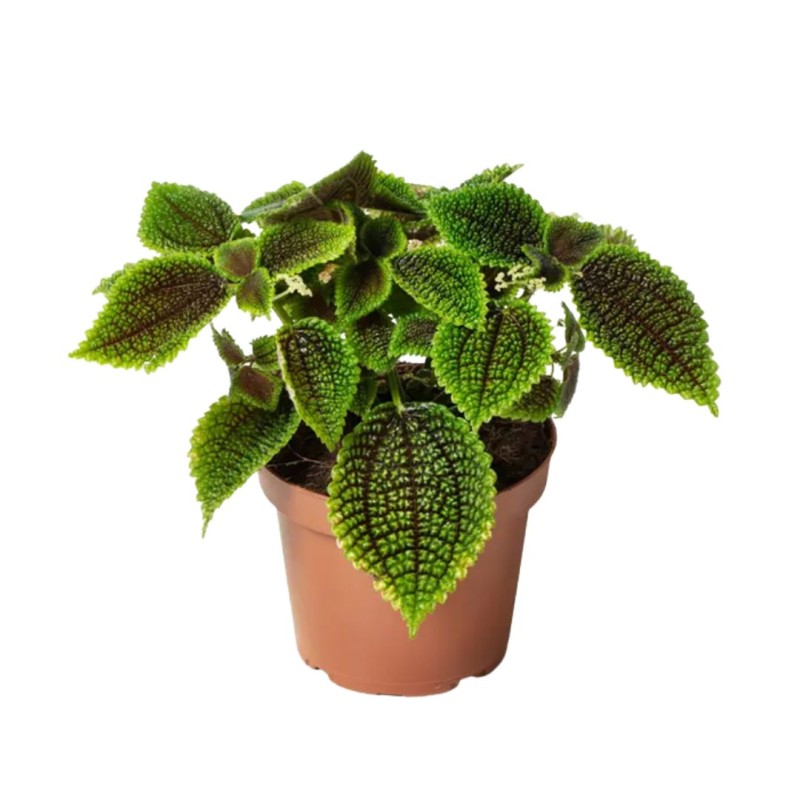 Pilea Moon Valley 6 cm