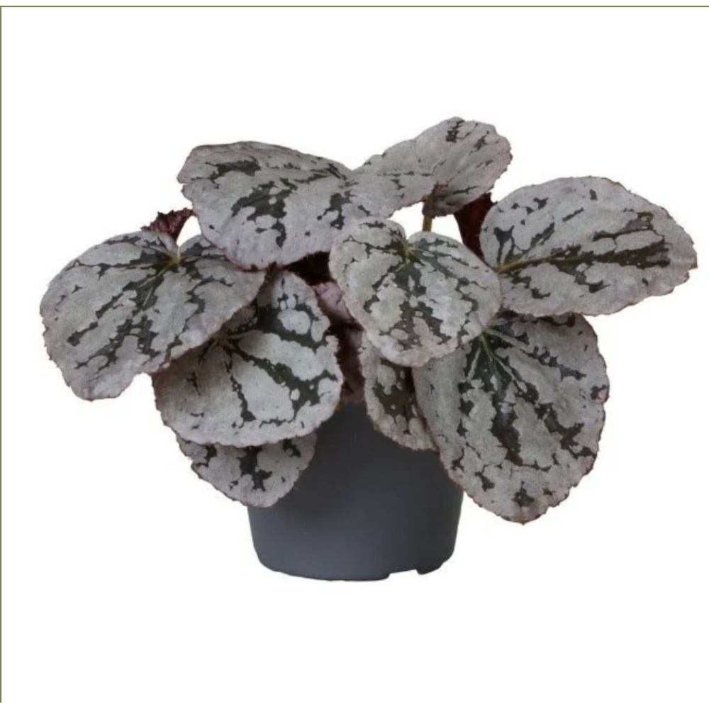 Begonia rex mixed mini  6cm