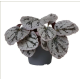 Begonia rex mixed mini  6cm
