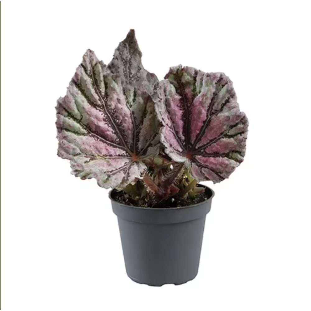 Begonia rex mixed mini  6cm