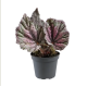 Begonia rex mixed mini  6cm