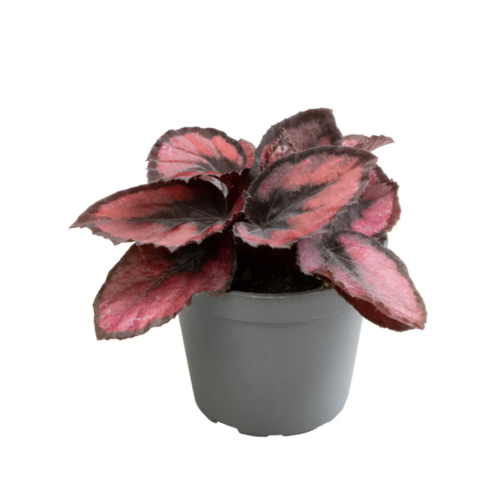 Begonia rex mixed mini  6cm