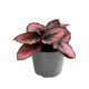 Begonia rex mixed mini  6cm