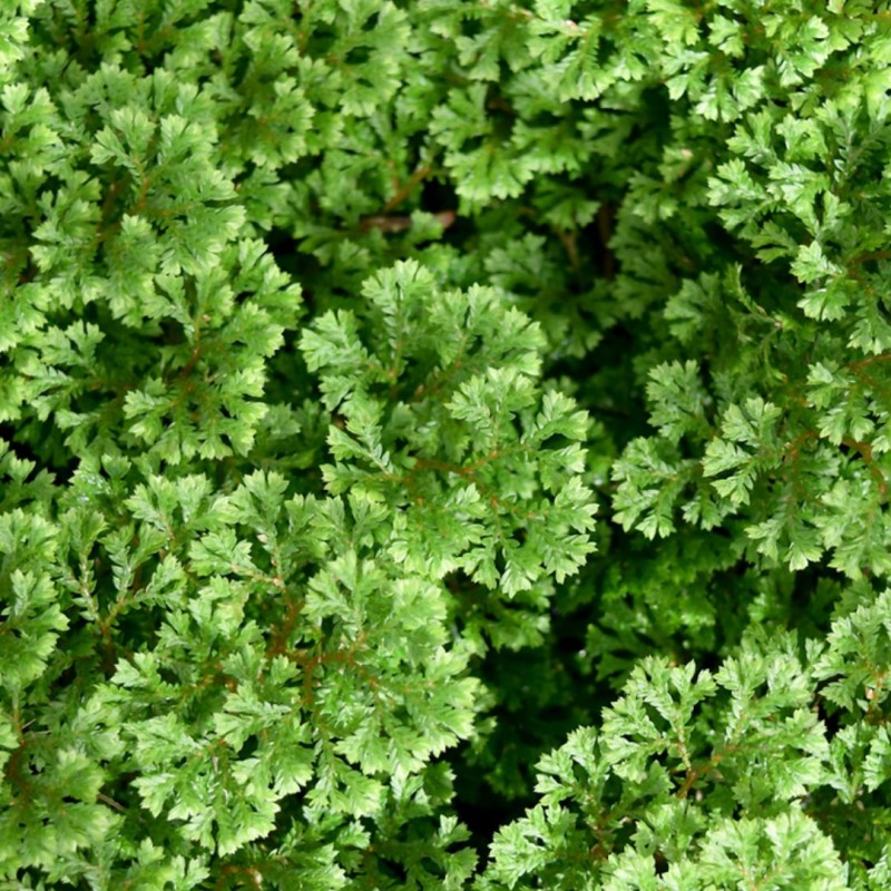 Selaginella Apoda 6 cm