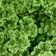 Selaginella Apoda 6 cm