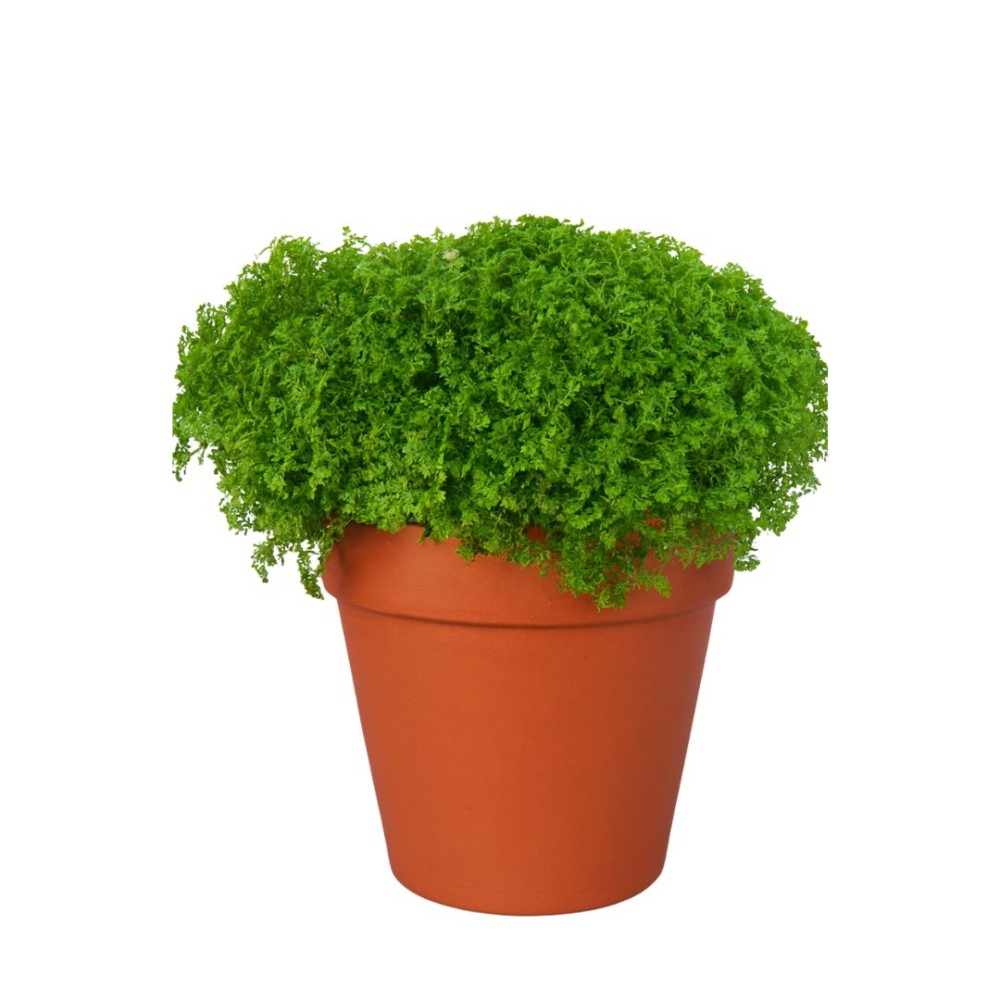 Selaginella Apoda 6 cm