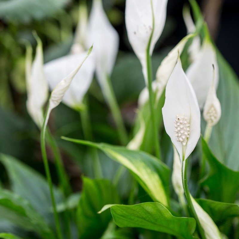 Spathiphyllum Chopin Peace Lilly 10 cm