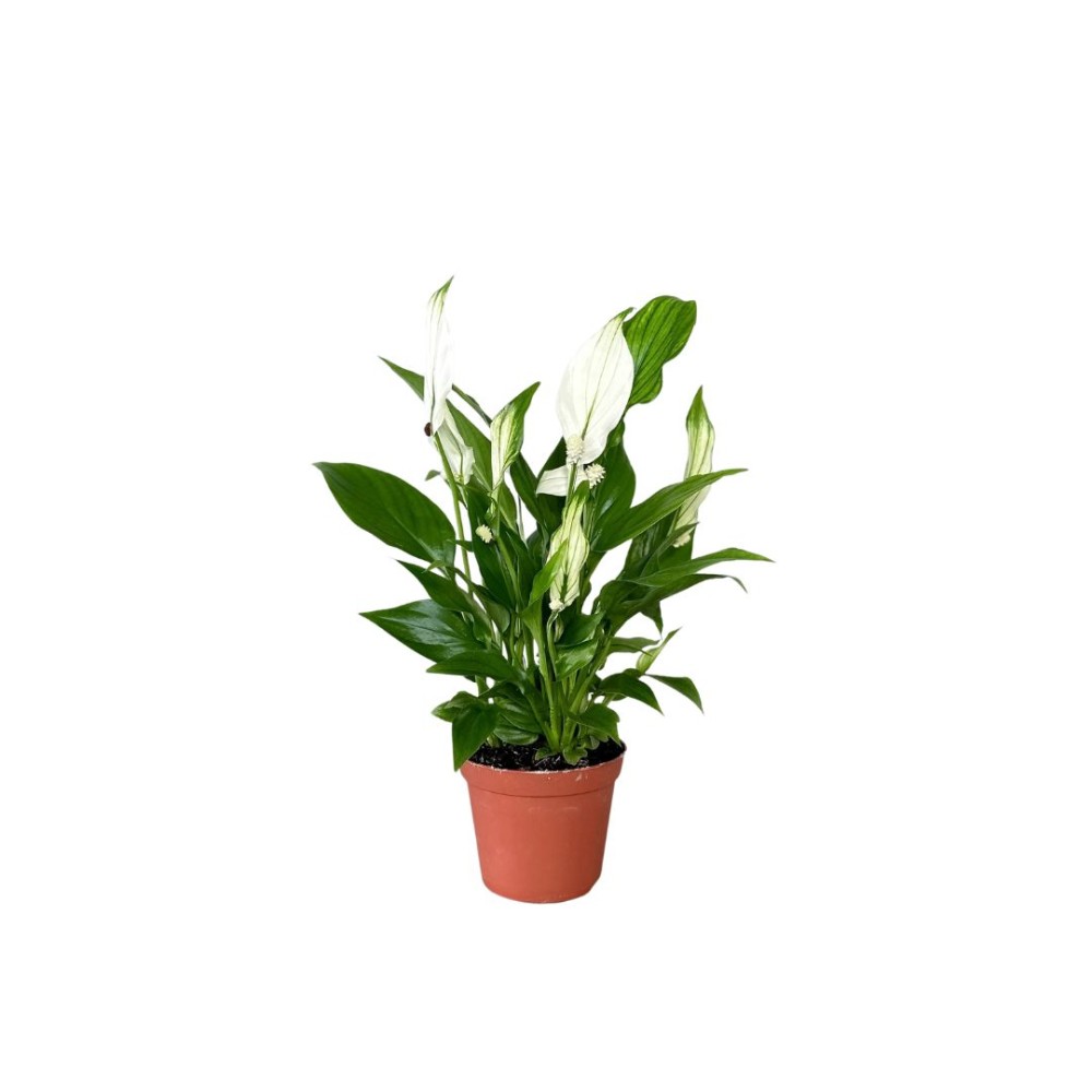 Spathiphyllum Chopin Peace Lilly 6 cm