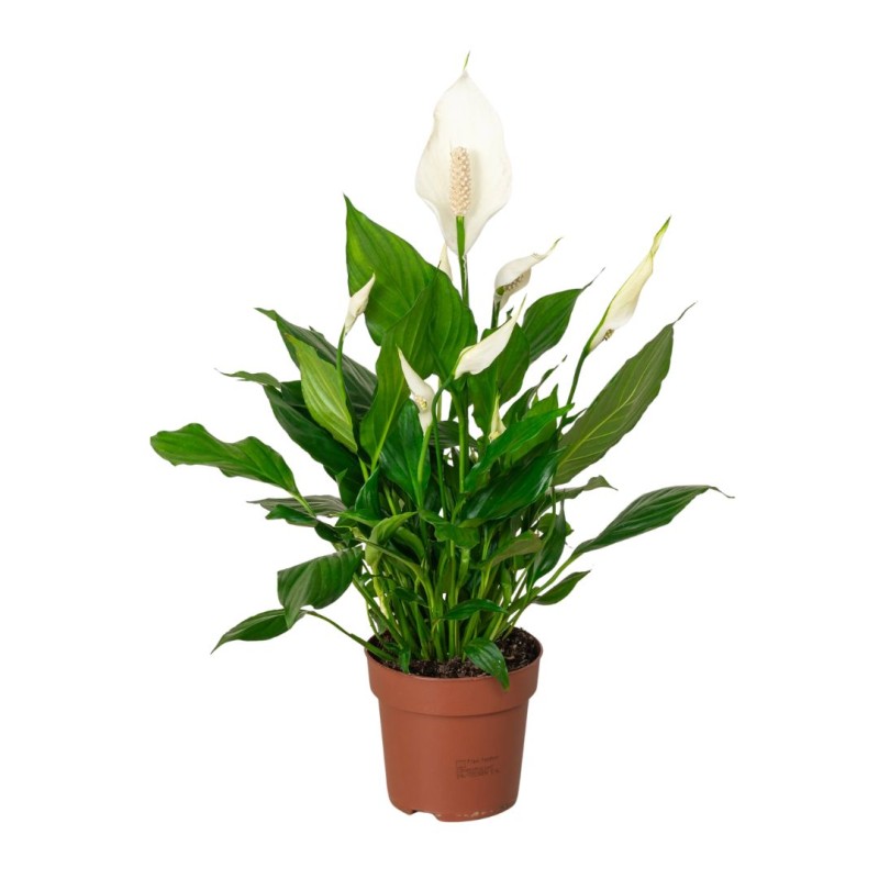 Spathiphyllum Chopin Peace Lilly 10 cm