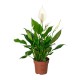 Spathiphyllum Chopin Peace Lilly 10 cm