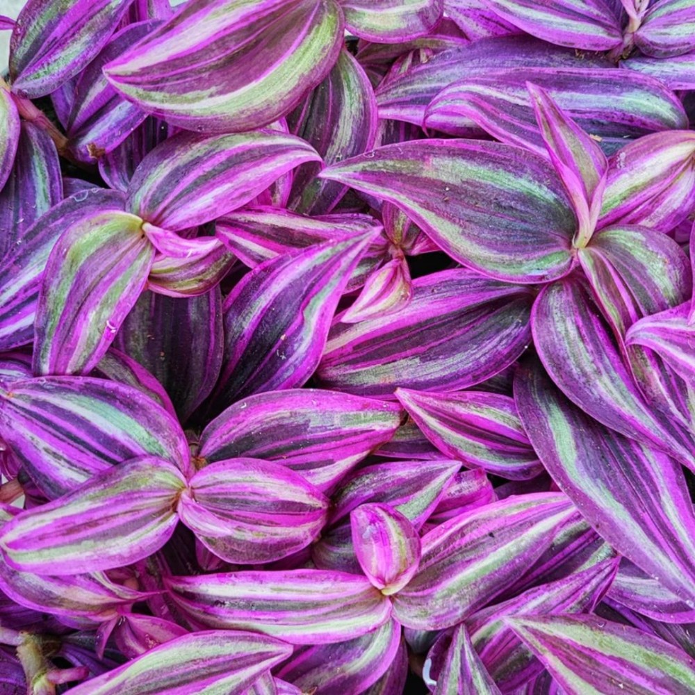 Tradescantia Pink Paradise 6 cm
