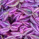 Tradescantia Pink Paradise 6 cm