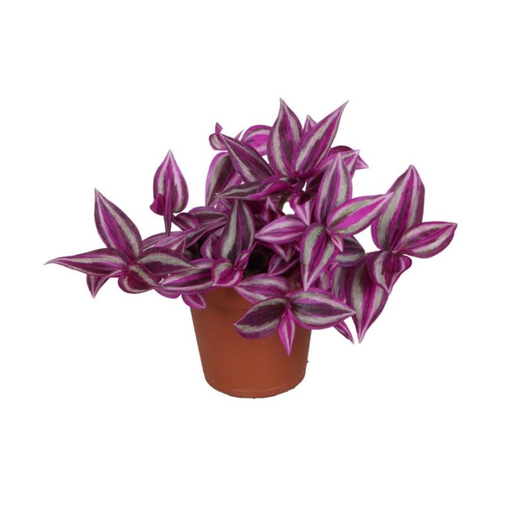 Tradescantia Pink Paradise 6 cm