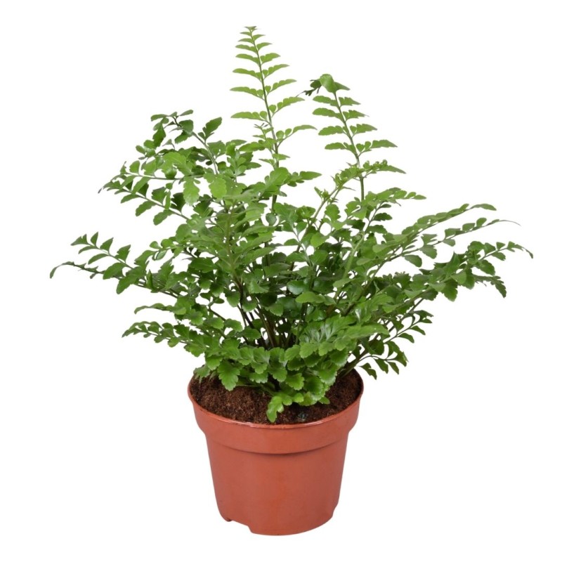 Asplenium Parvati 9 cm