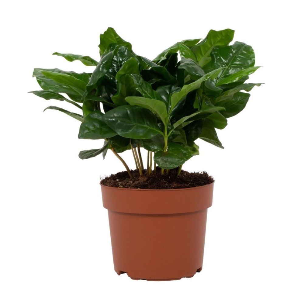 Coffea Arabica 6 cm