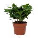 Coffea Arabica 6 cm