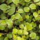 Muehlenbeckia Complexa 10 cm