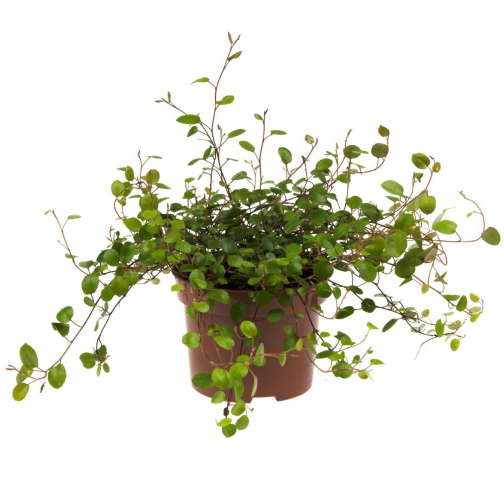 Muehlenbeckia Complexa 10 cm