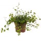 Muehlenbeckia Complexa 10 cm