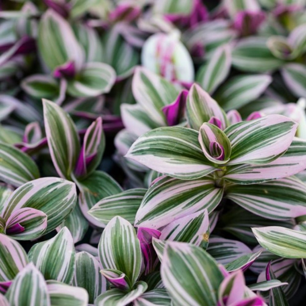 Tradescantia Sweetness 5 cm