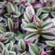 Tradescantia Sweetness 5 cm