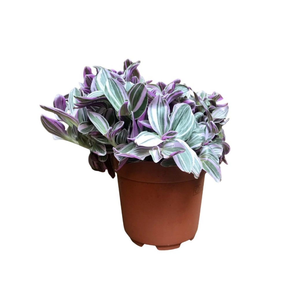 Tradescantia Sweetness 5 cm