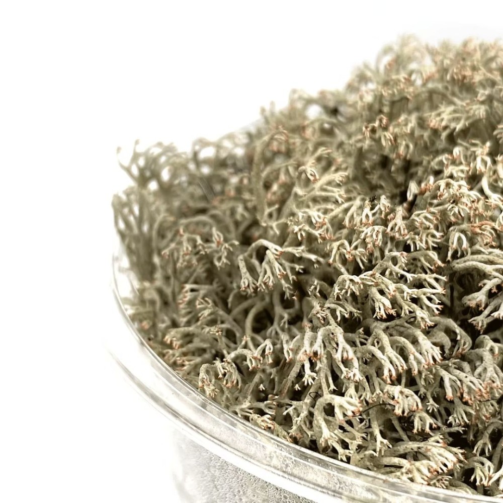 WIO Reindeer Moss