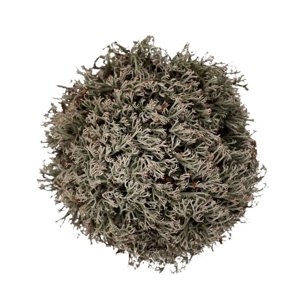 WIO Reindeer Moss