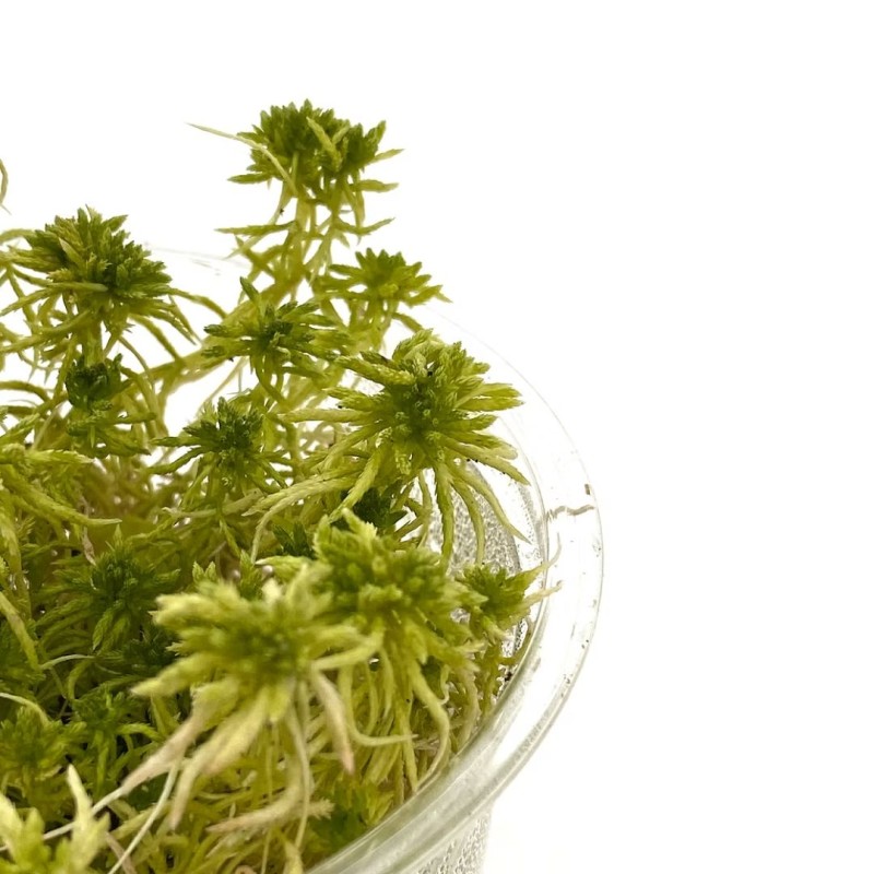 WIO Sphagnum Moss