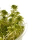 WIO Sphagnum Moss