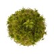 WIO Sphagnum Moss