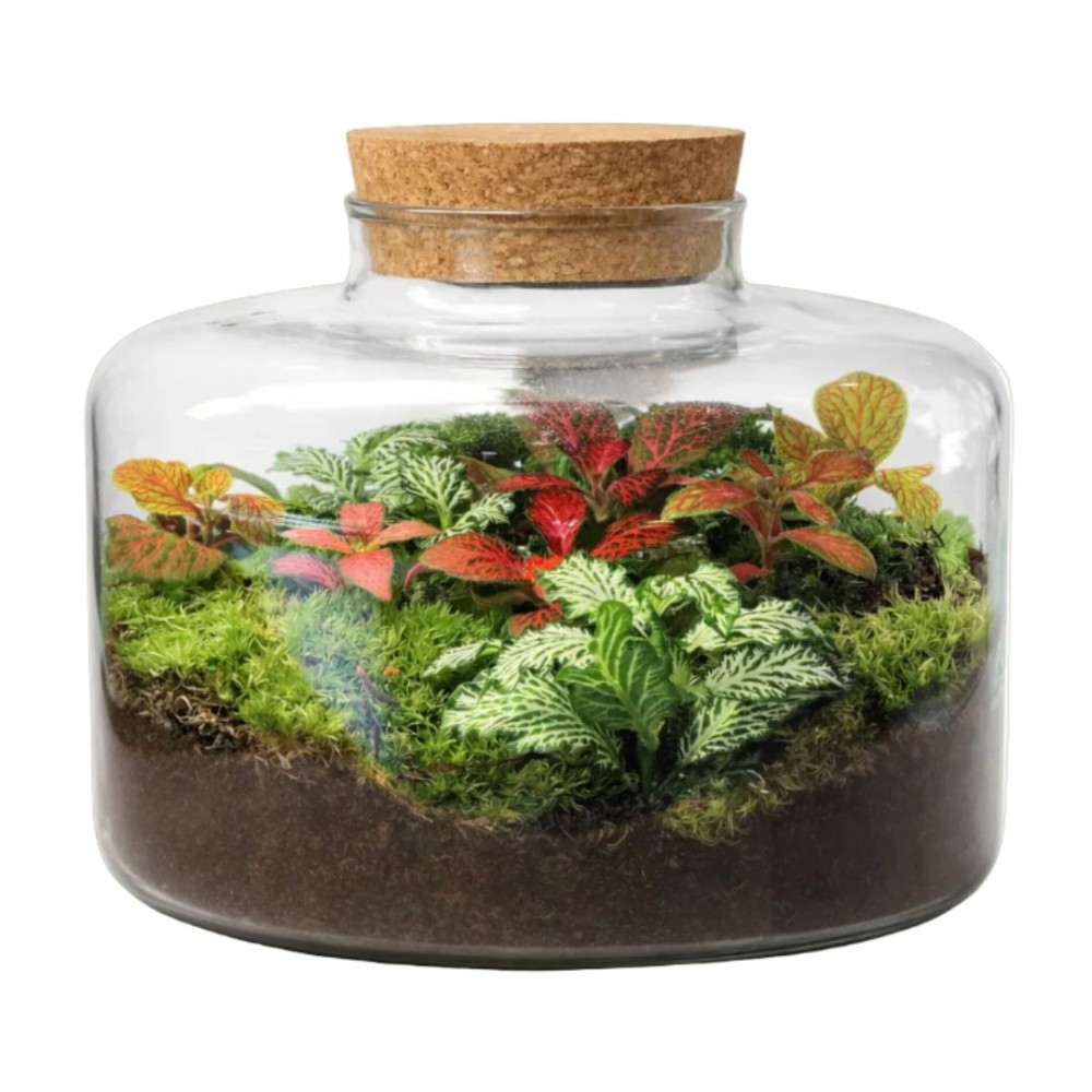 Flat Jar Terrarium Lg 23x20cm