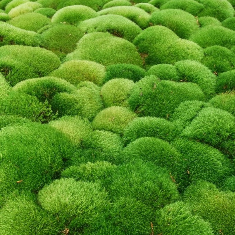 Ball Moss