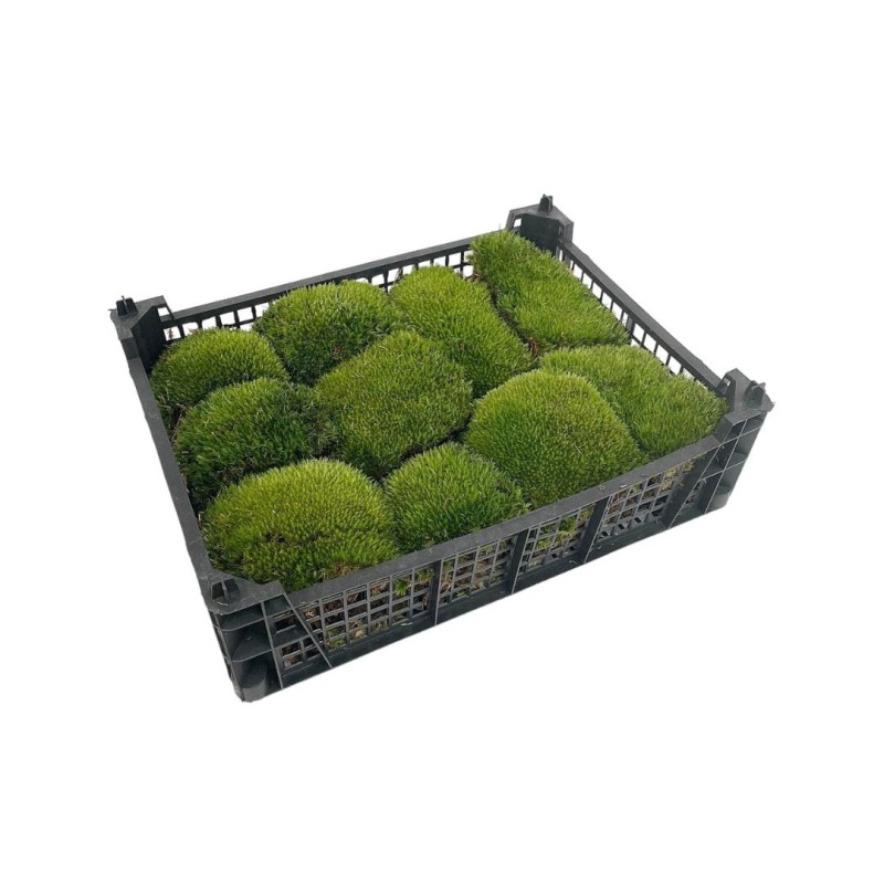 Ball Moss