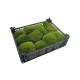 Ball Moss