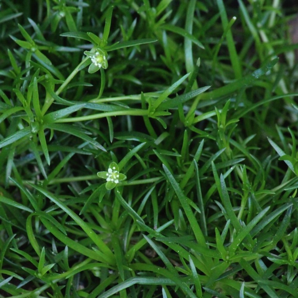 Sagina Procumbens 6 cm