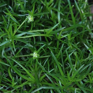 Sagina Procumbens 6 cm