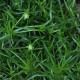 Sagina Procumbens 6 cm