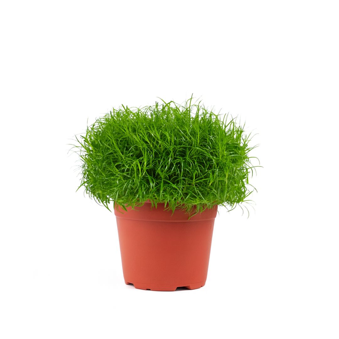 Sagina Procumbens 6 cm