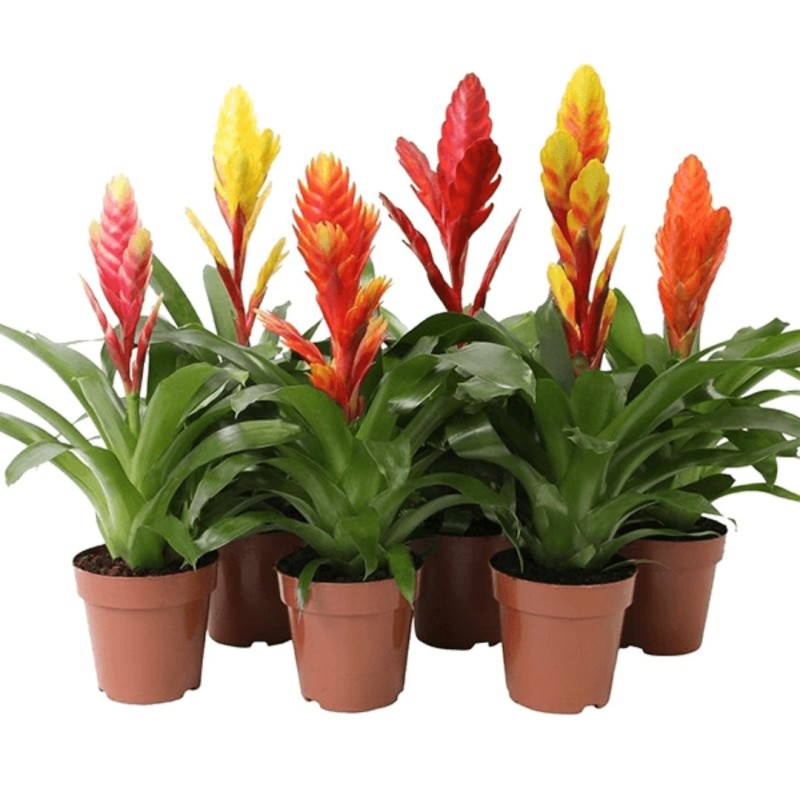 Vriesea Mixed 5 cm