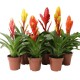 Vriesea Mixed 5 cm